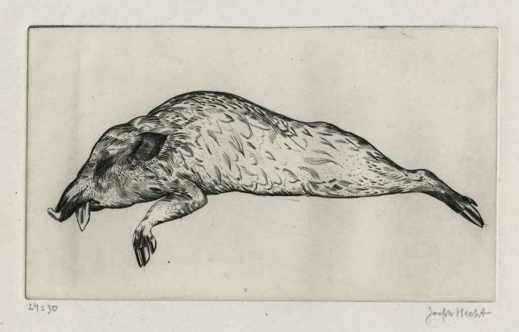 Hecht – Sanglier mort I