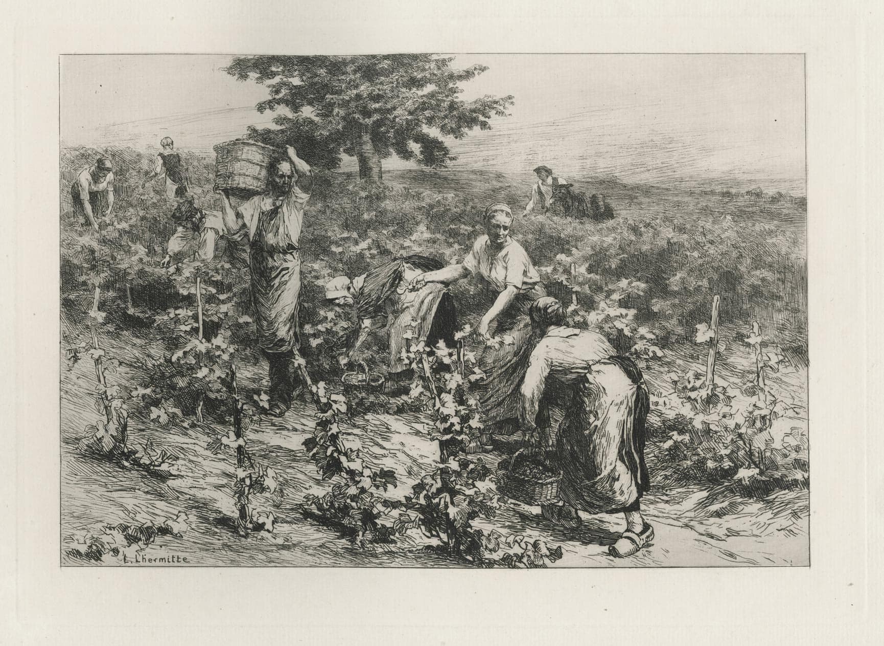 La vendange (The harvest)