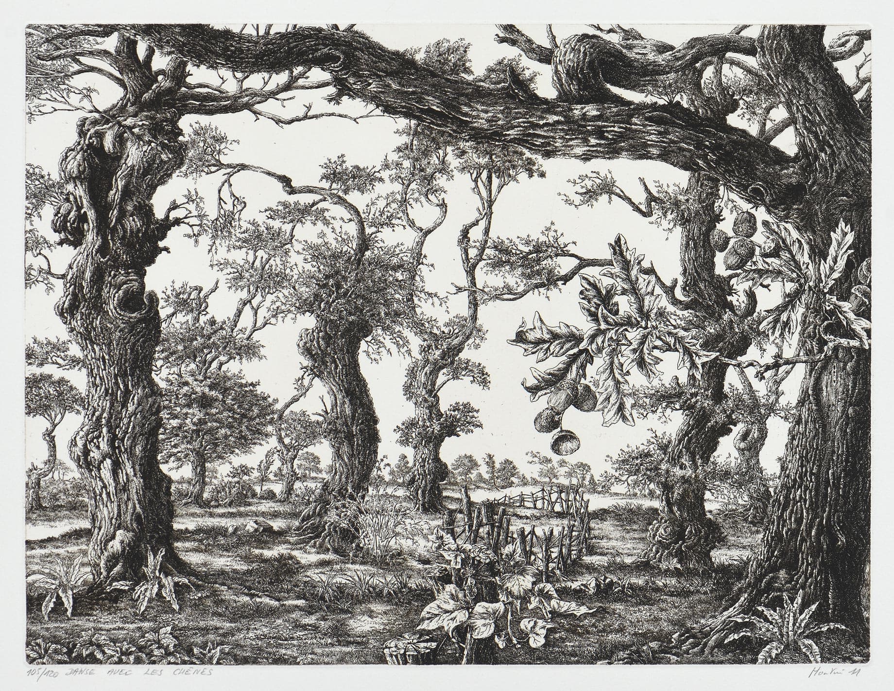 Danse avec les chênes