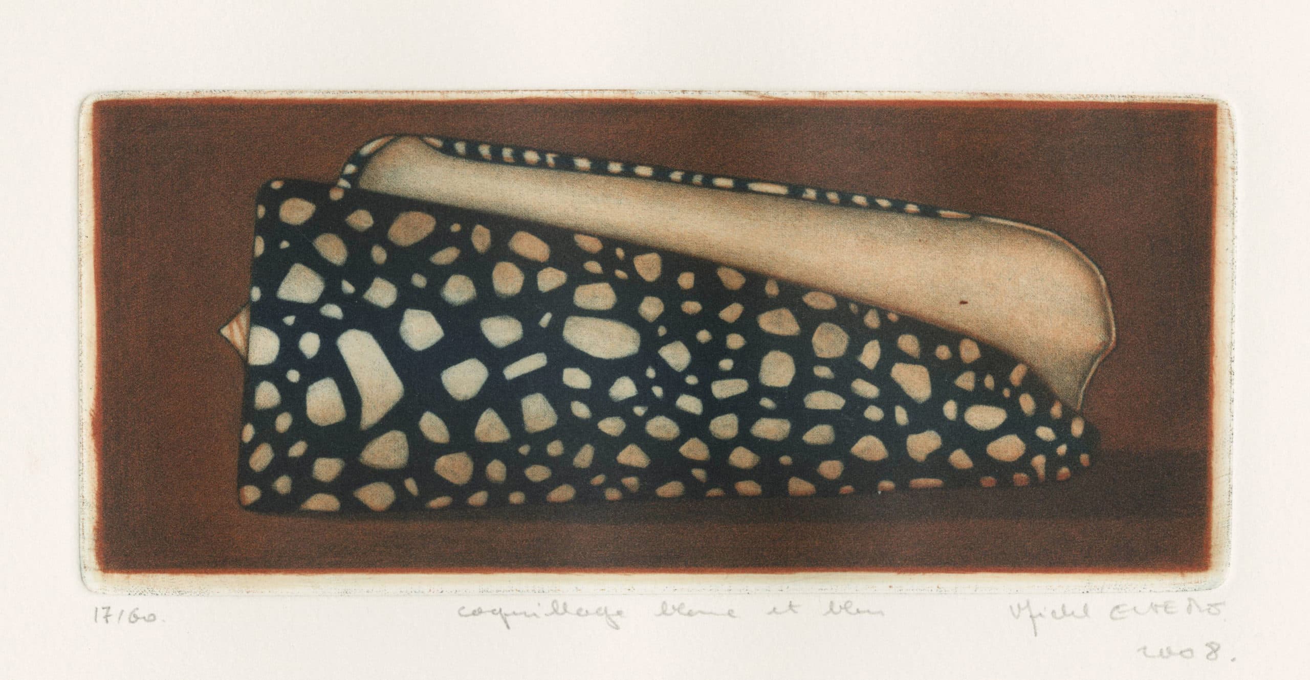 White and blue shell