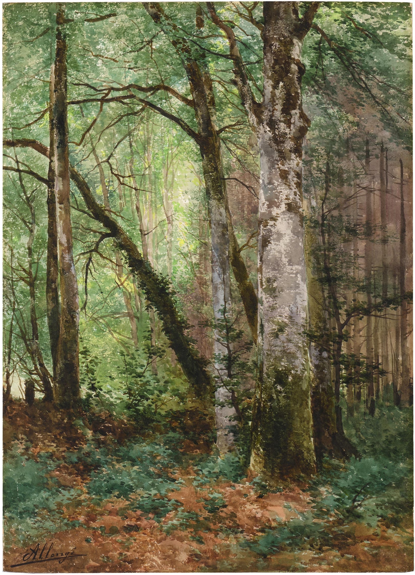 Coin de forêt avec de grands arbres