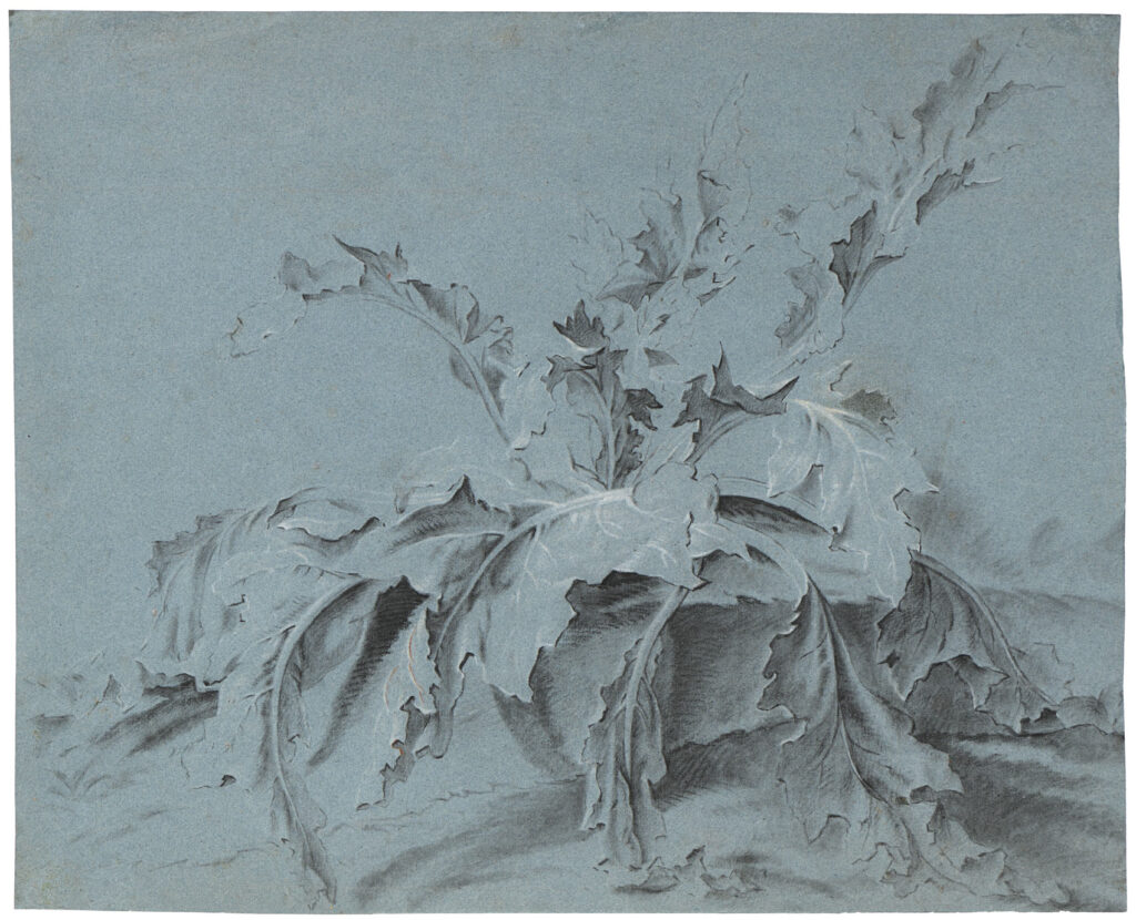 Huet – Etude d’acanthe