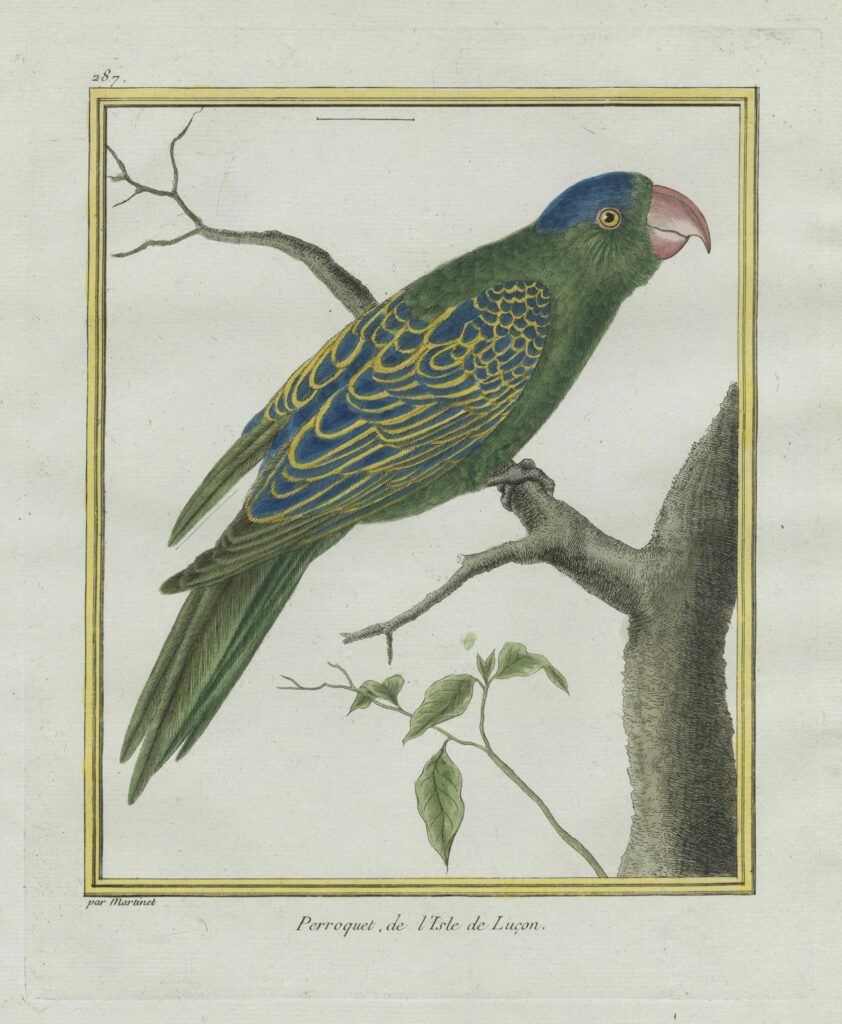 Martinet – Perroquet, de l’Isle de Luçon