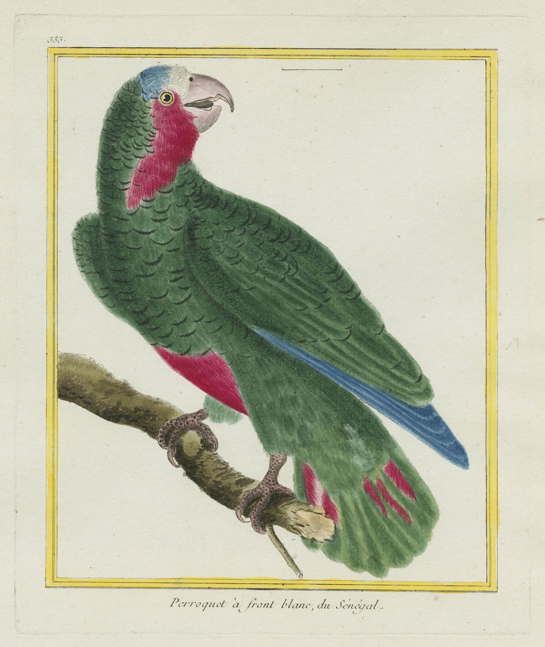 Senegalese white-fronted parrot