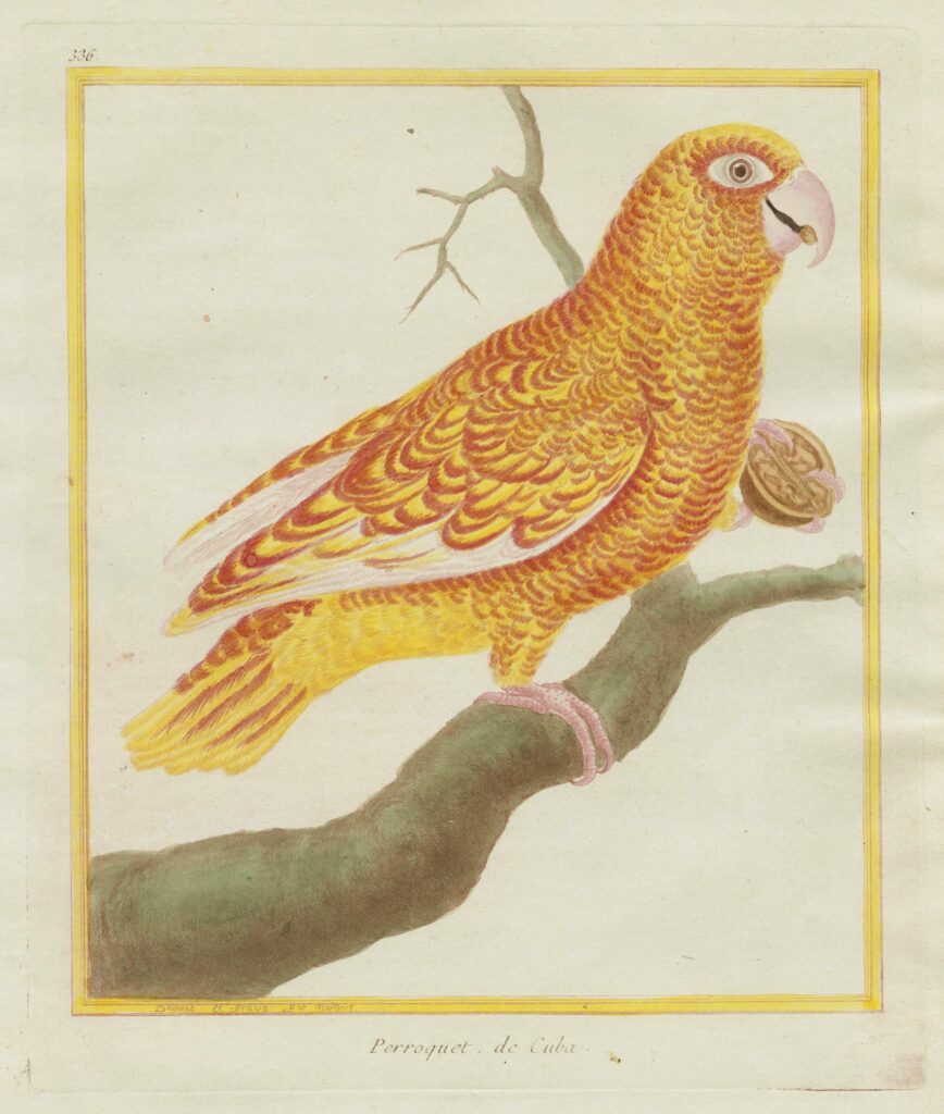 Martinet – Perroquet, de Cuba