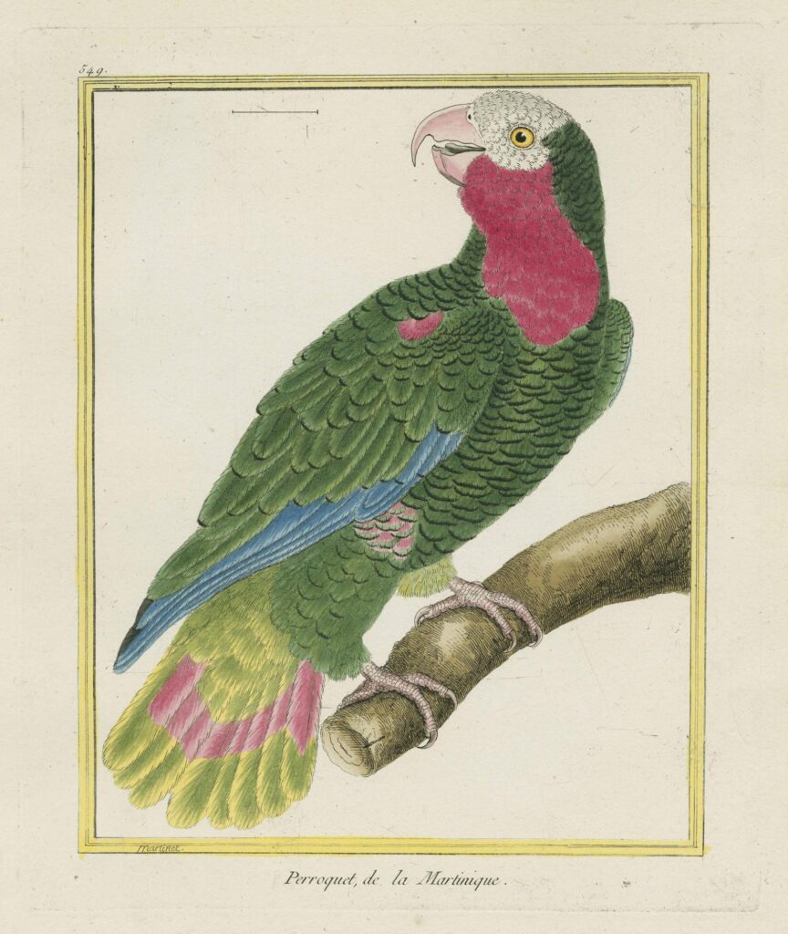 Martinet – Perroquet, de la Martinique