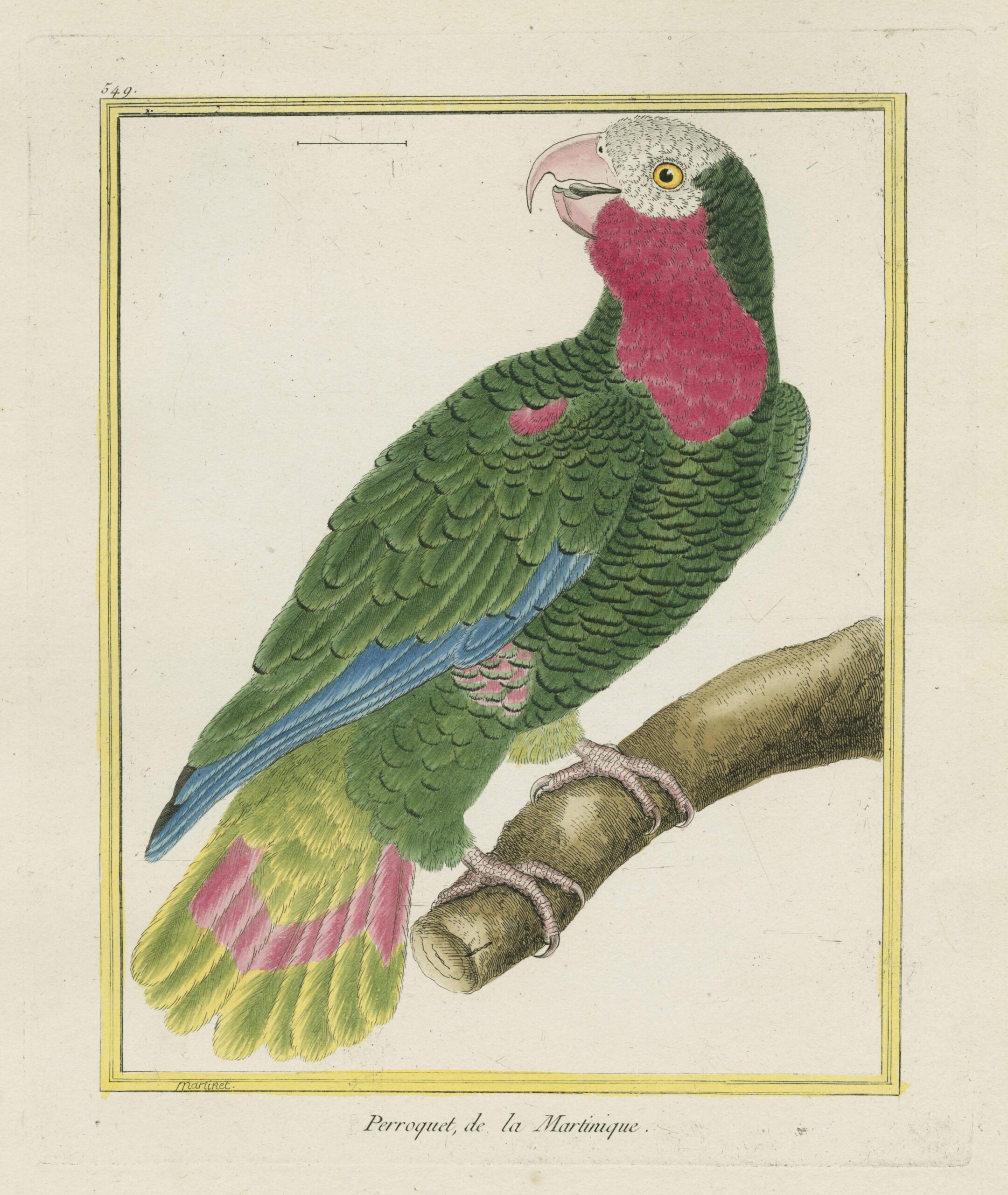 Perroquet, de la Martinique
