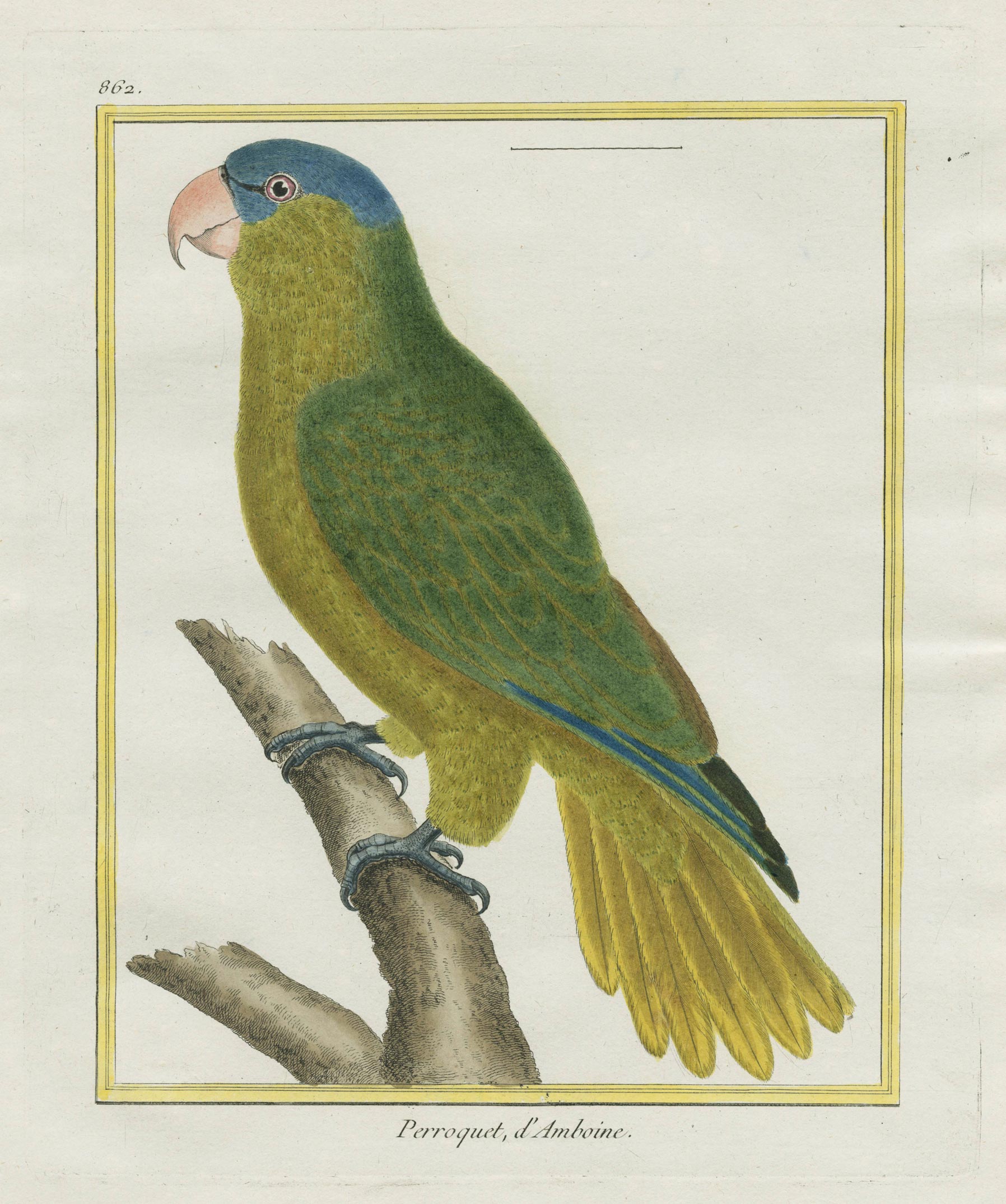 Parrot, of Amboine