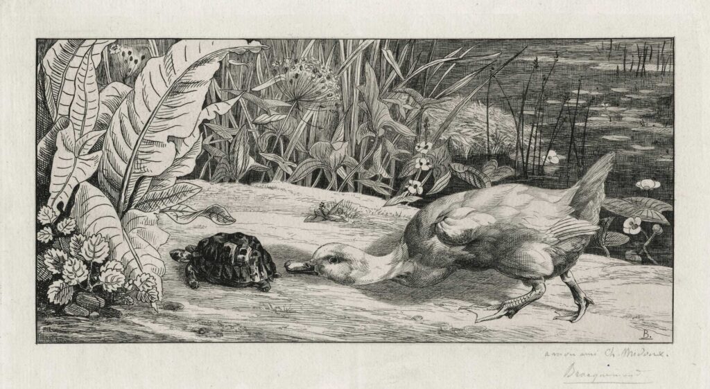 Braquemond – L’inconnu, un canard intrigué suit une tortue
