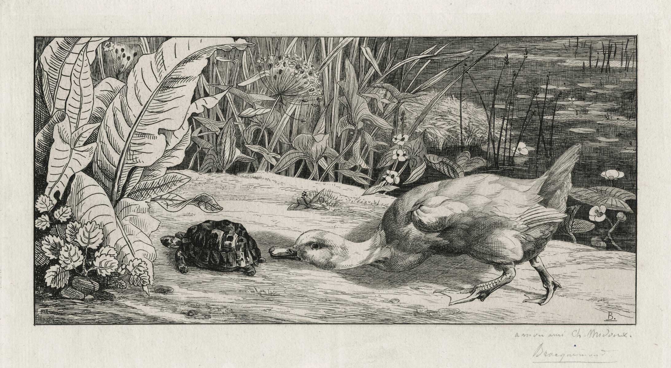 The unknown, an intrigued duck follows a turtle