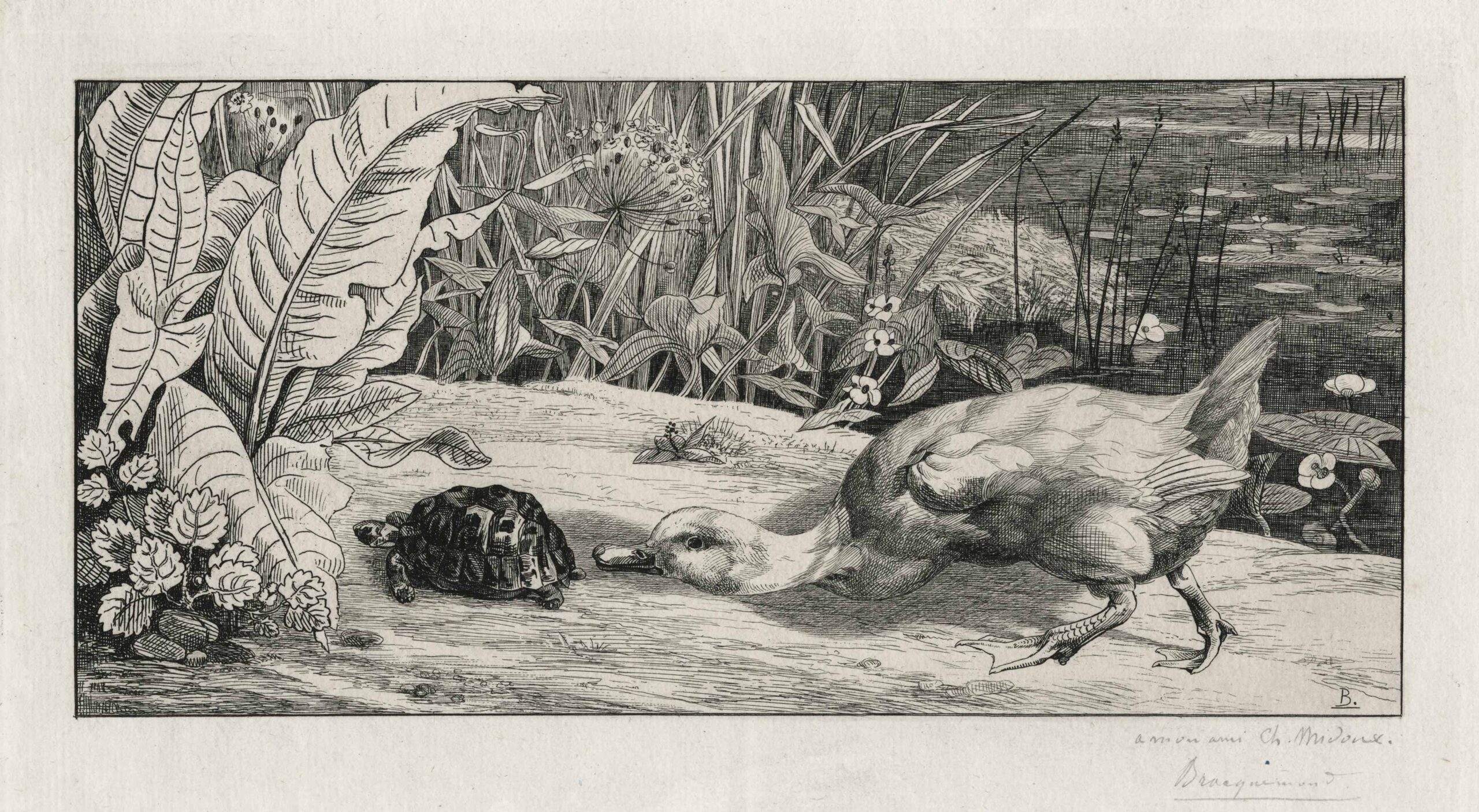 L'inconnu, un canard intrigué suit une tortue