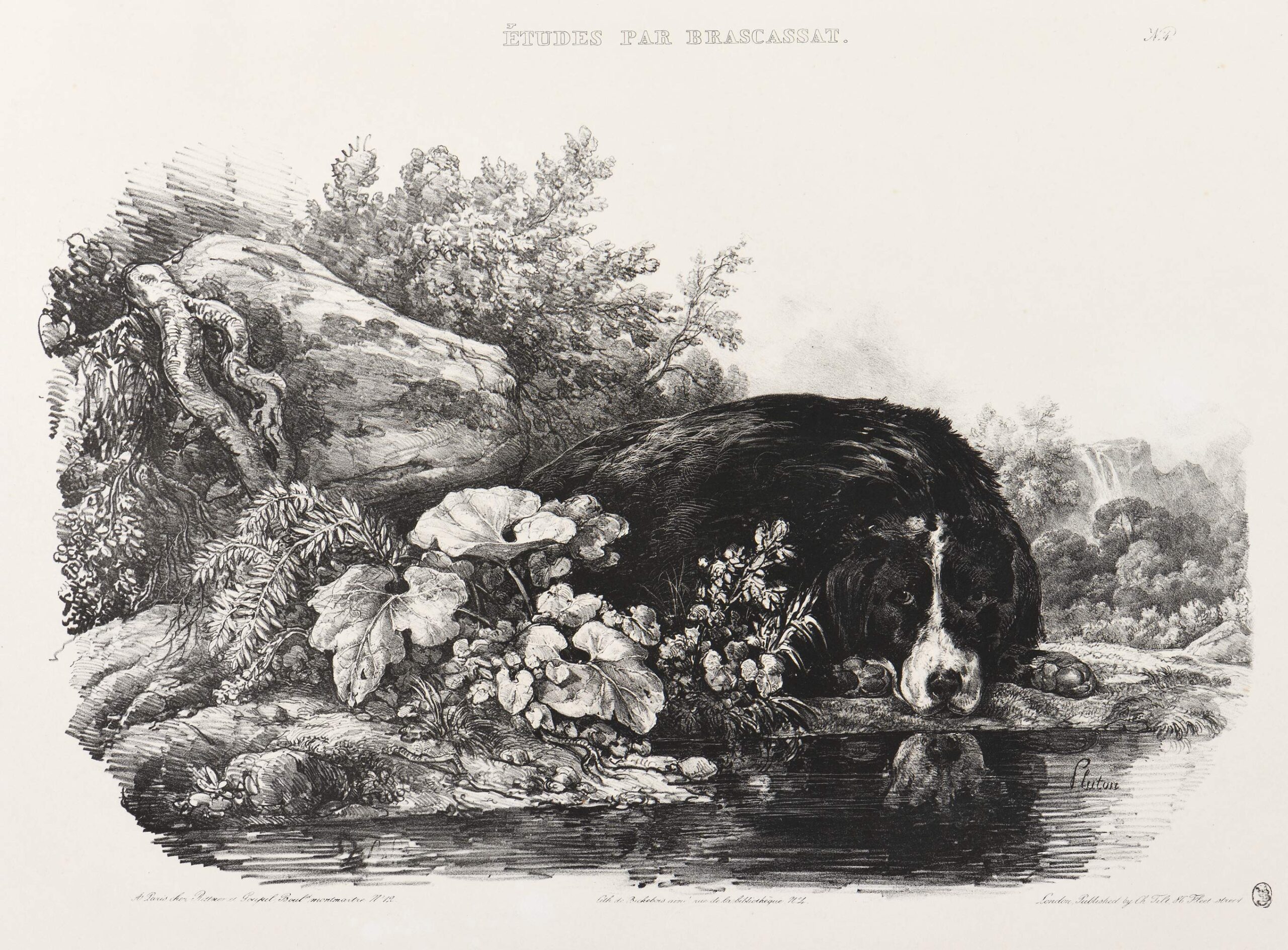 Le chien Pluton couché au bord de l'eau