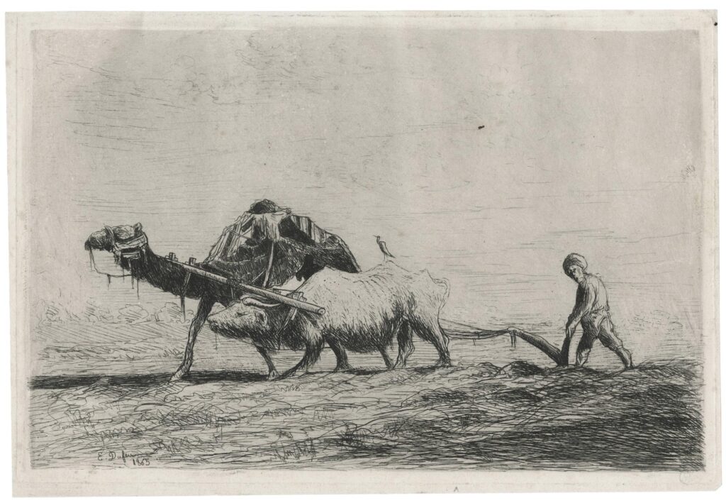 Dufeu – Laboureur au travail avec dromadaire et boeuf