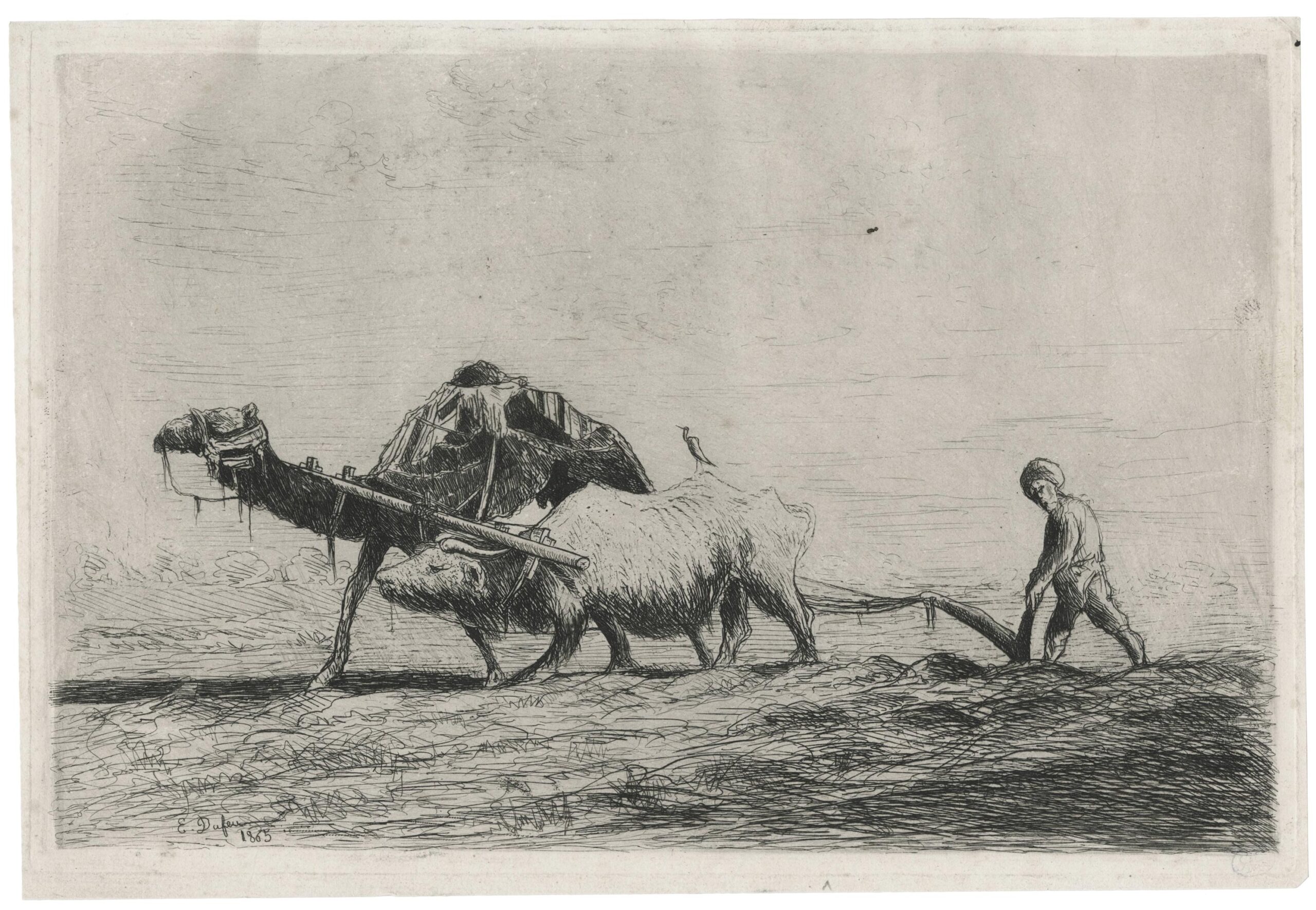 Laboureur au travail avec dromadaire et boeuf