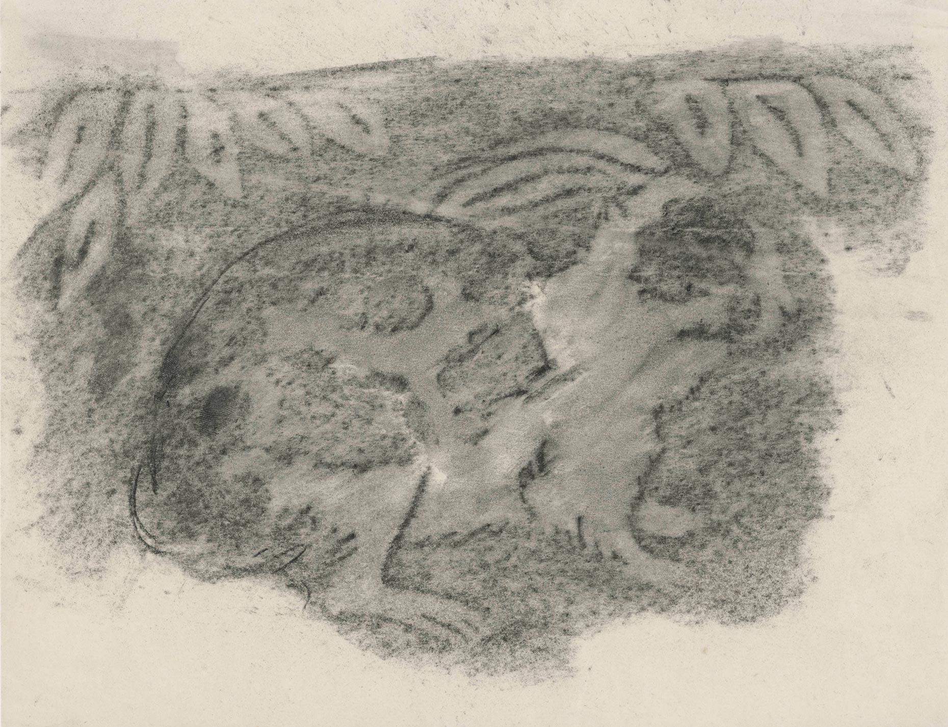 Rabbit under foliage