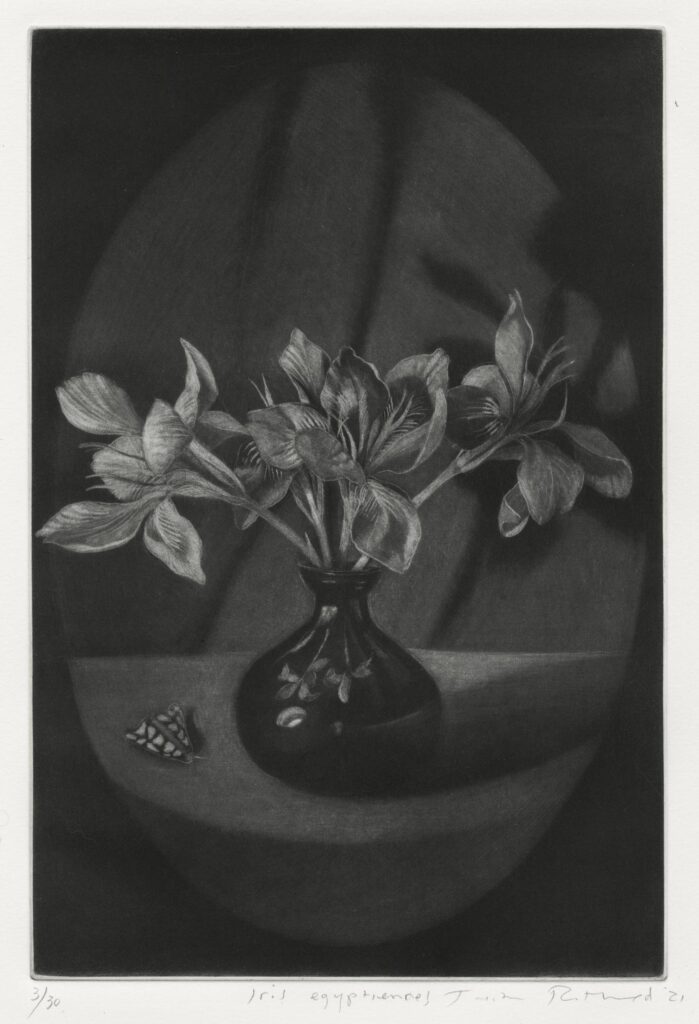 Rothchild – Iris égyptiennes