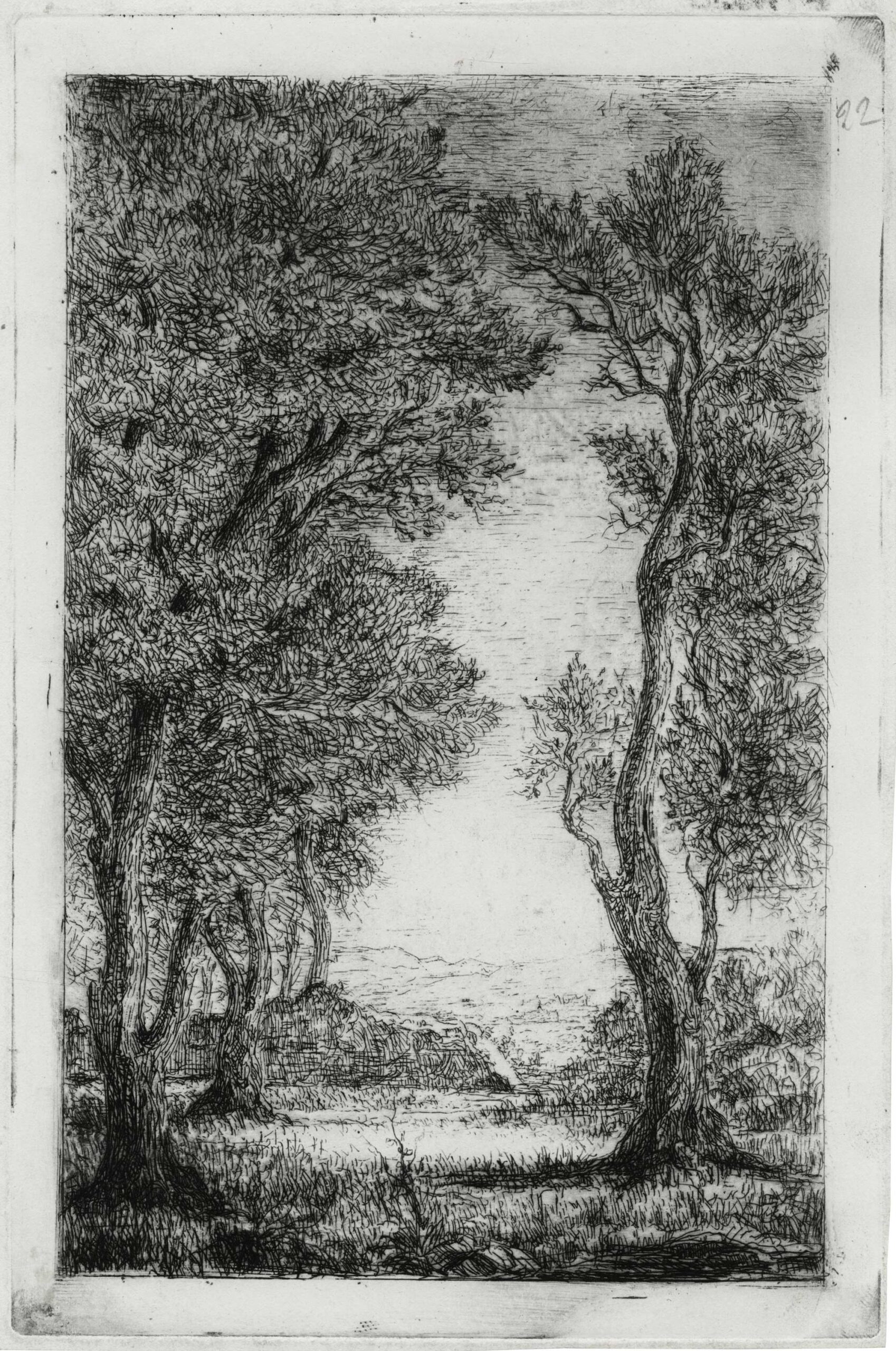 Undergrowth in Provence