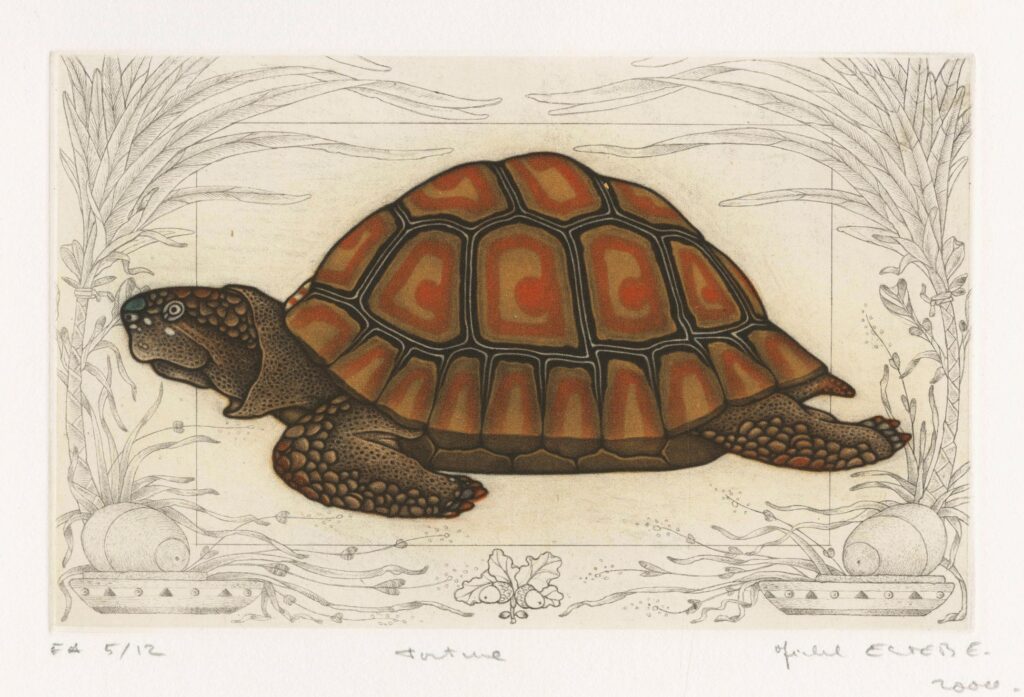 Estèbe – Tortue