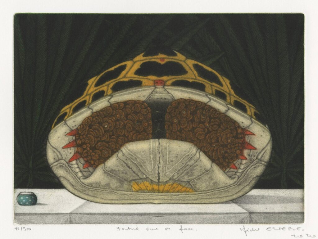 Estèbe – Tortue vue de face