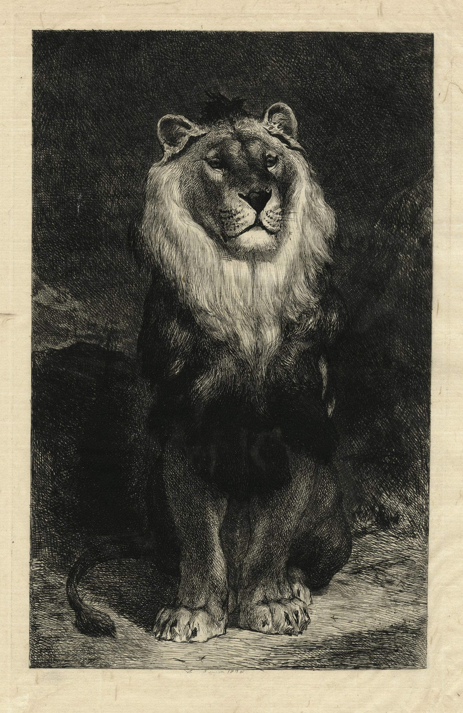 Lion offert au Jardin des Plantes par le Roi Victor-Emmanuel