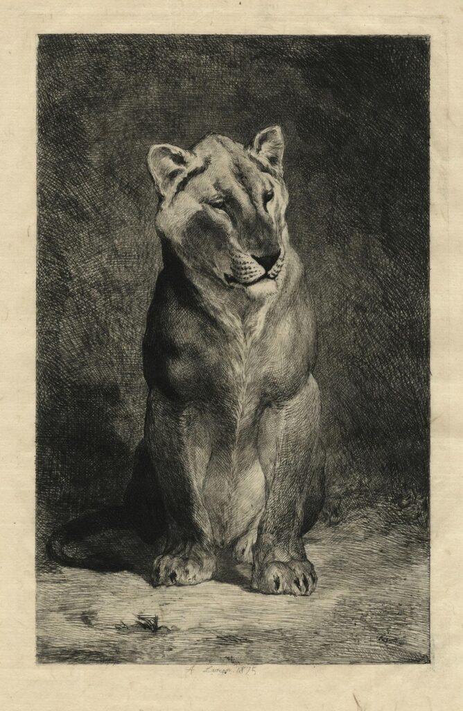 Lançon – Lionne du Sénégal