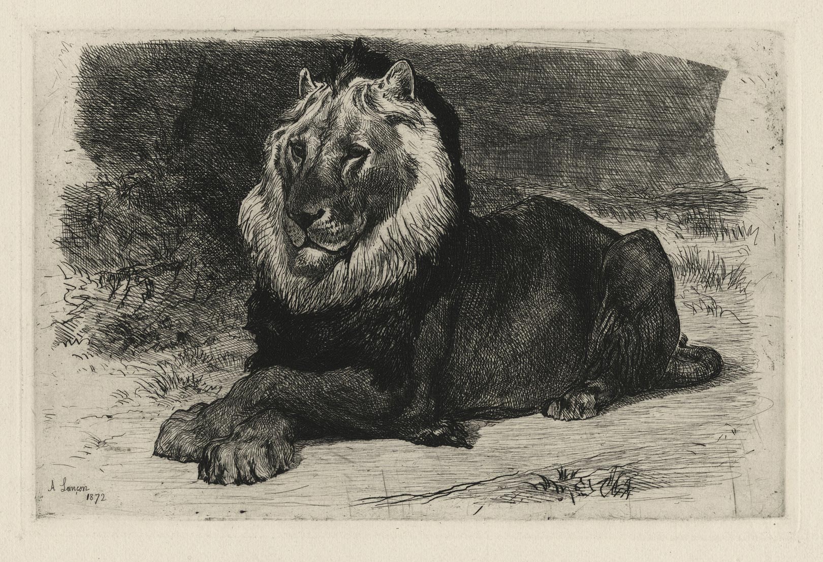 Un vieux lion (An old lion)