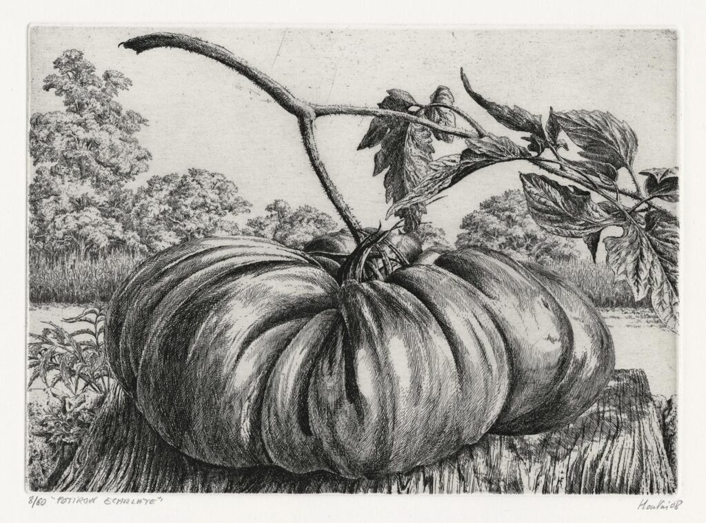 Houtin – Potiron écarlate