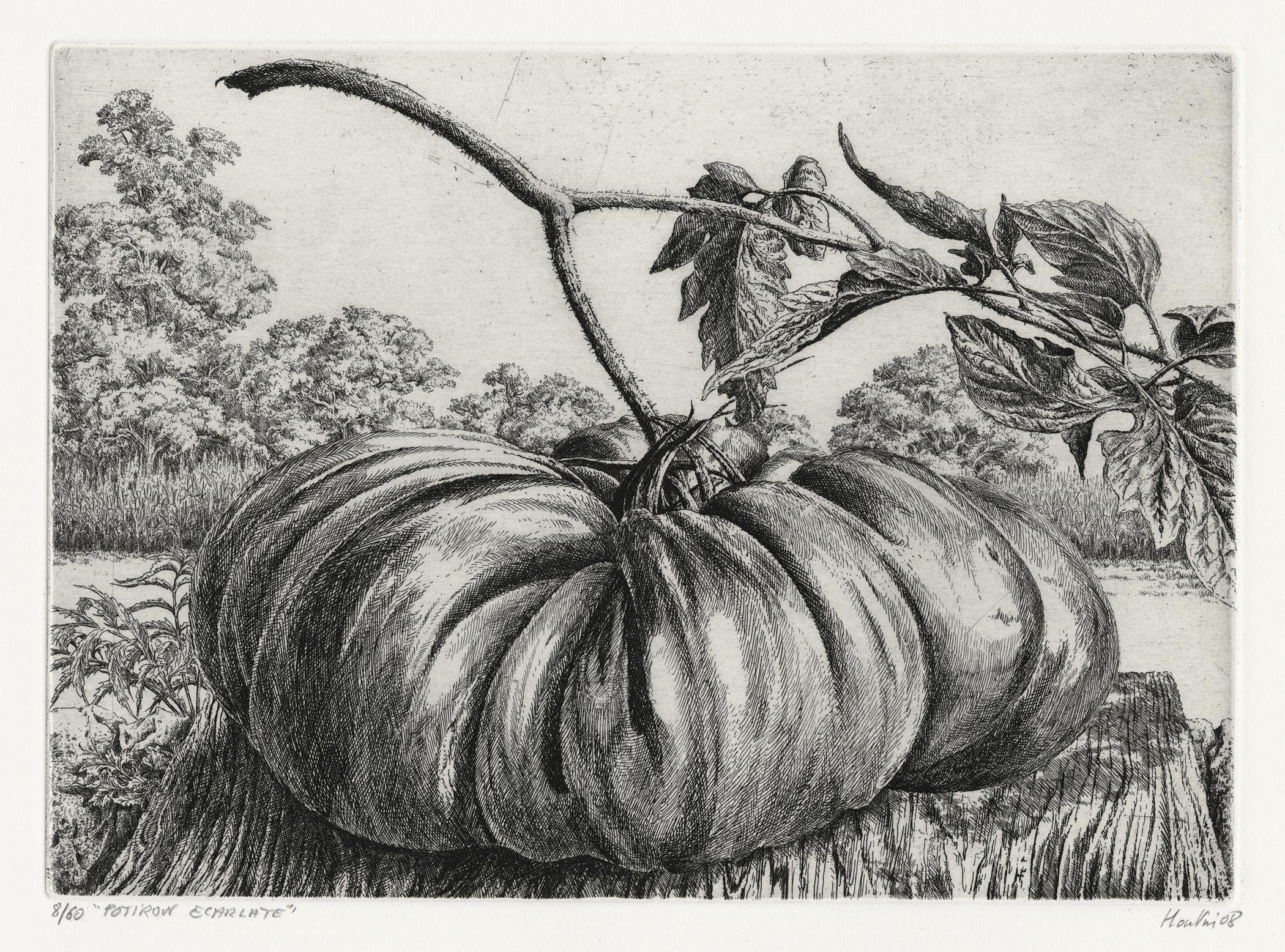 Potiron écarlate (Scarlet pumpkin)