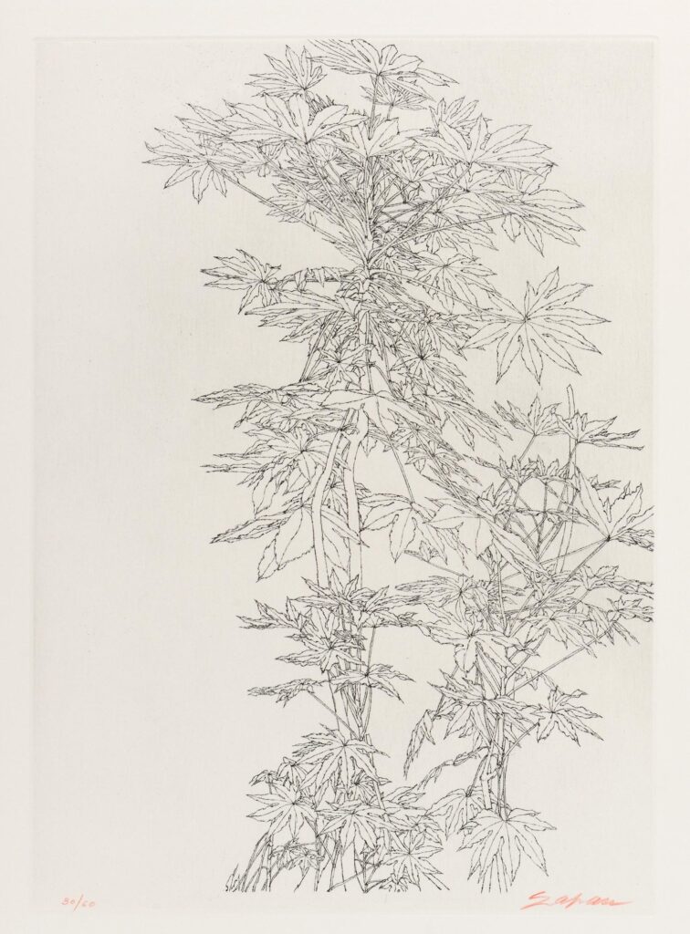 Szafran – Feuillages