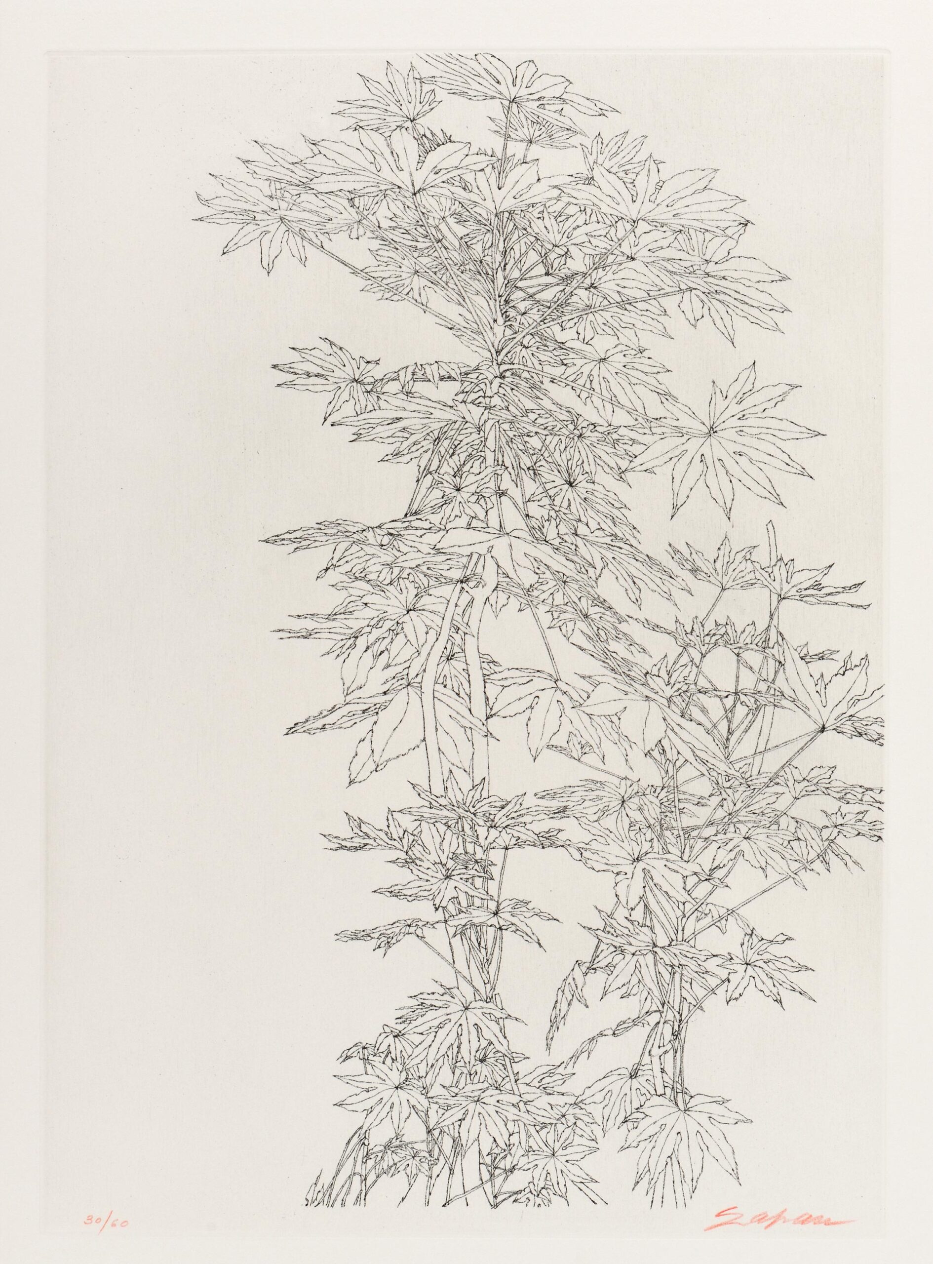 Feuillages (Foliages)