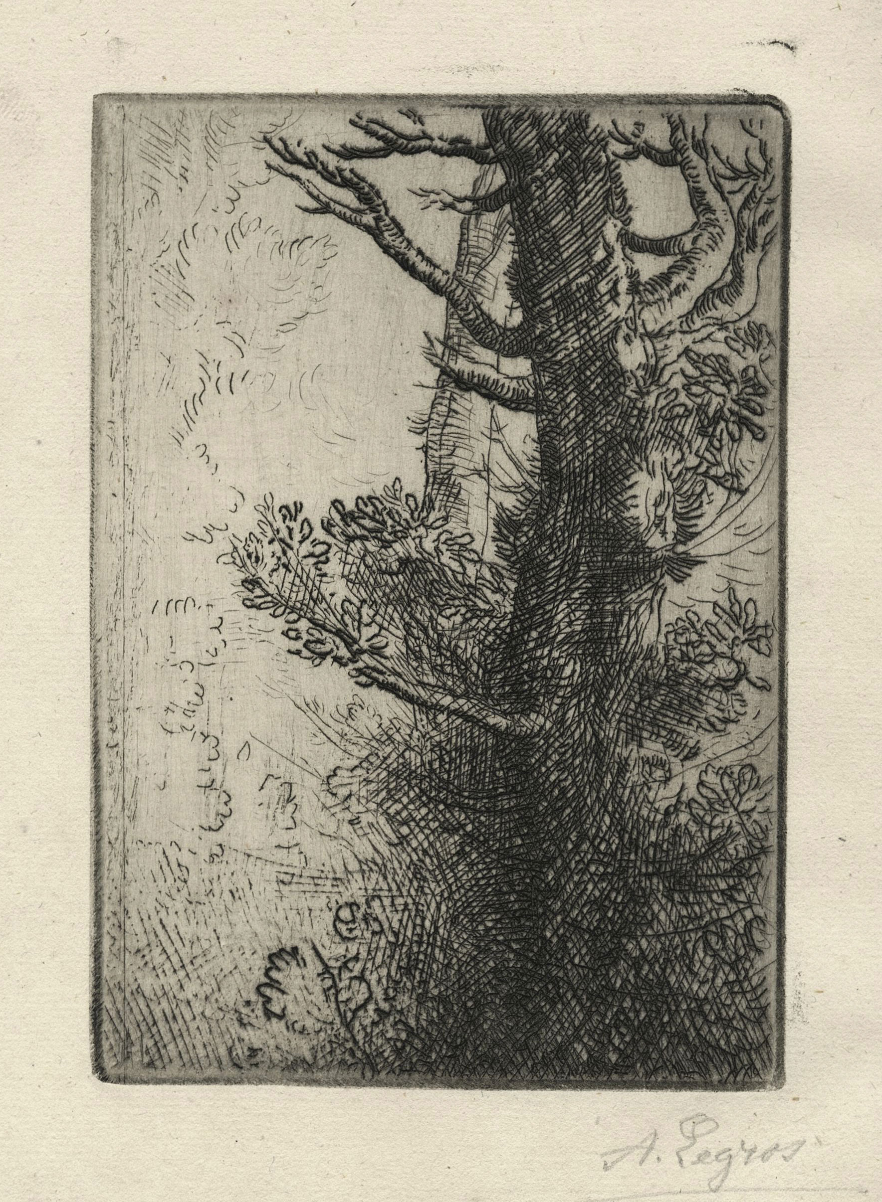Etudes d'arbres (Study of trees)
