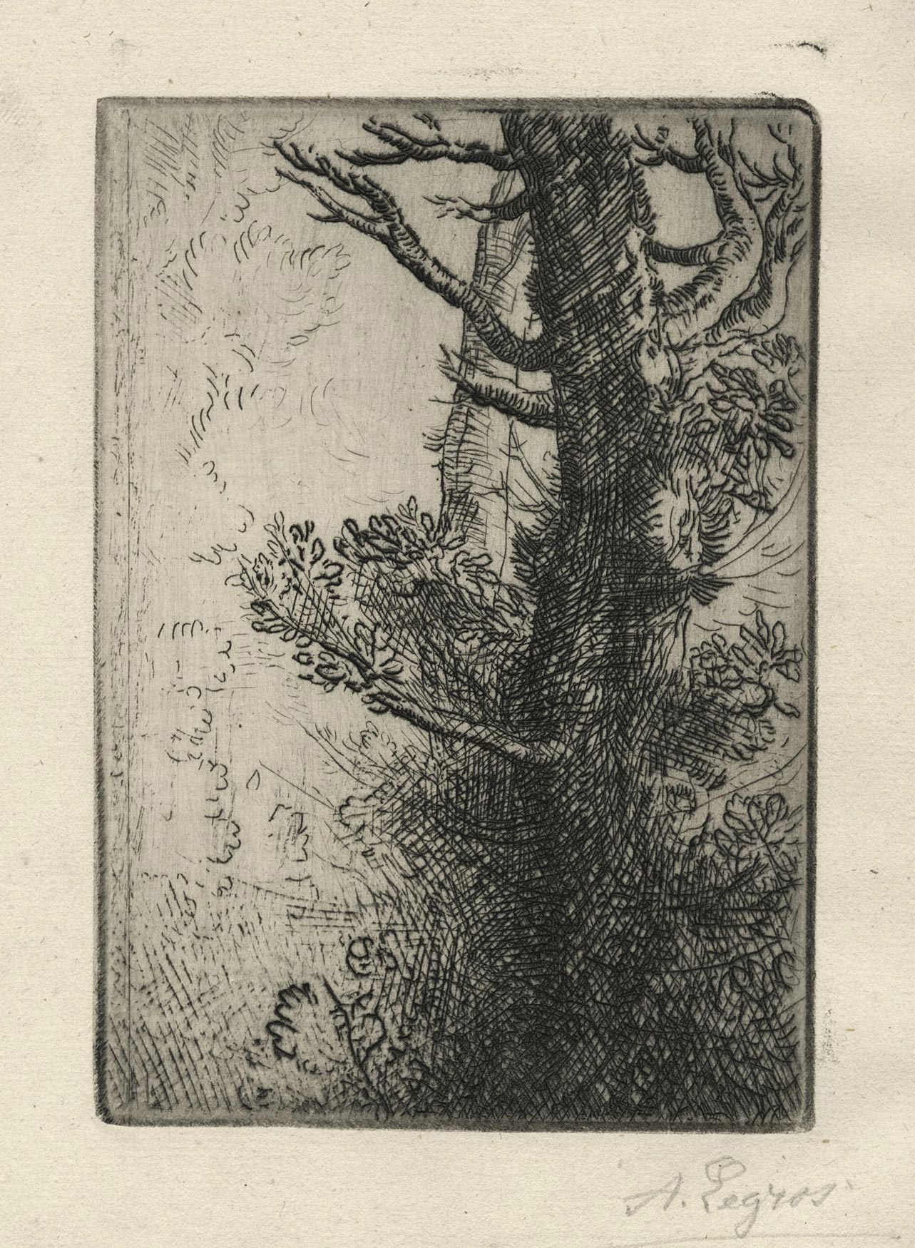 Etude d'arbres