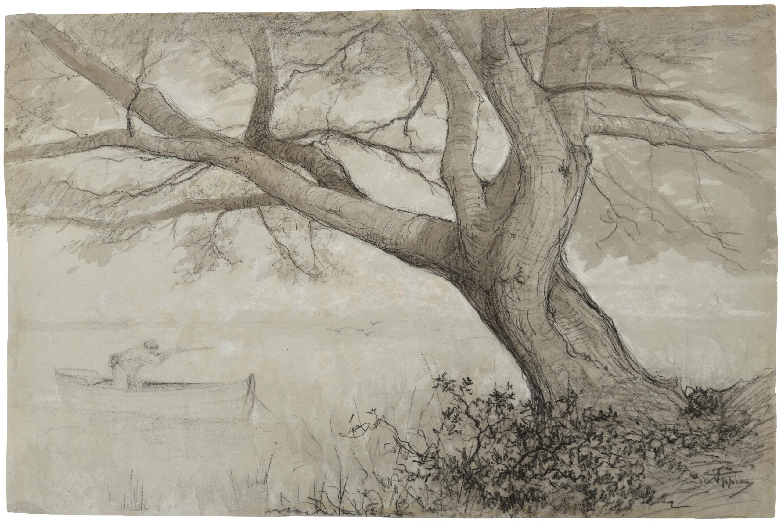 Pin maritime au Brusc (Var)