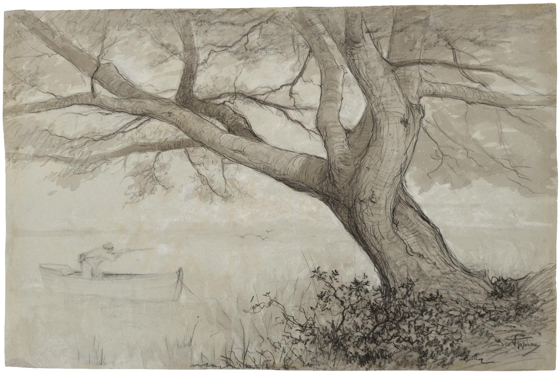 Maritime pine at Le Brusc (Var)