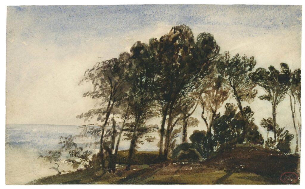 Huet – Arbre en bord de côte normande