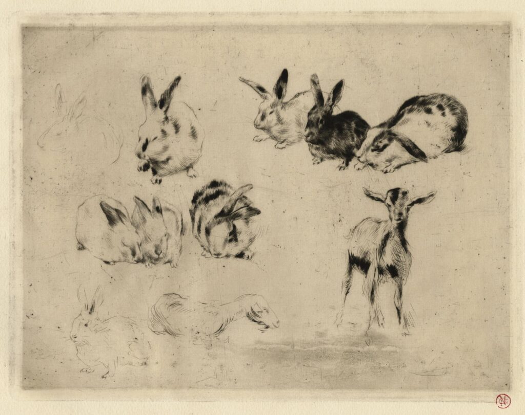 Goeneutte – Etude de lapins