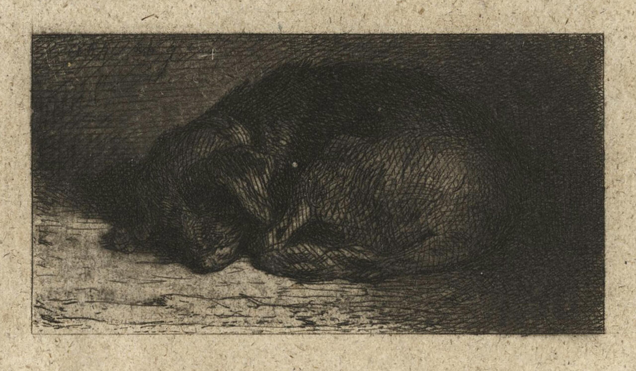 Dog lying down, turned left