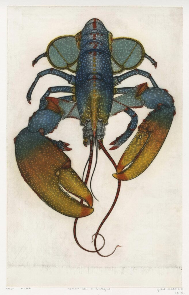 Estèbe – Homard bleu de Bretagne