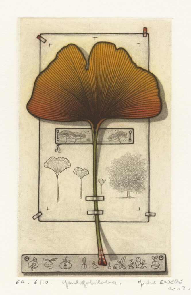 Estèbe – Gingko biloba