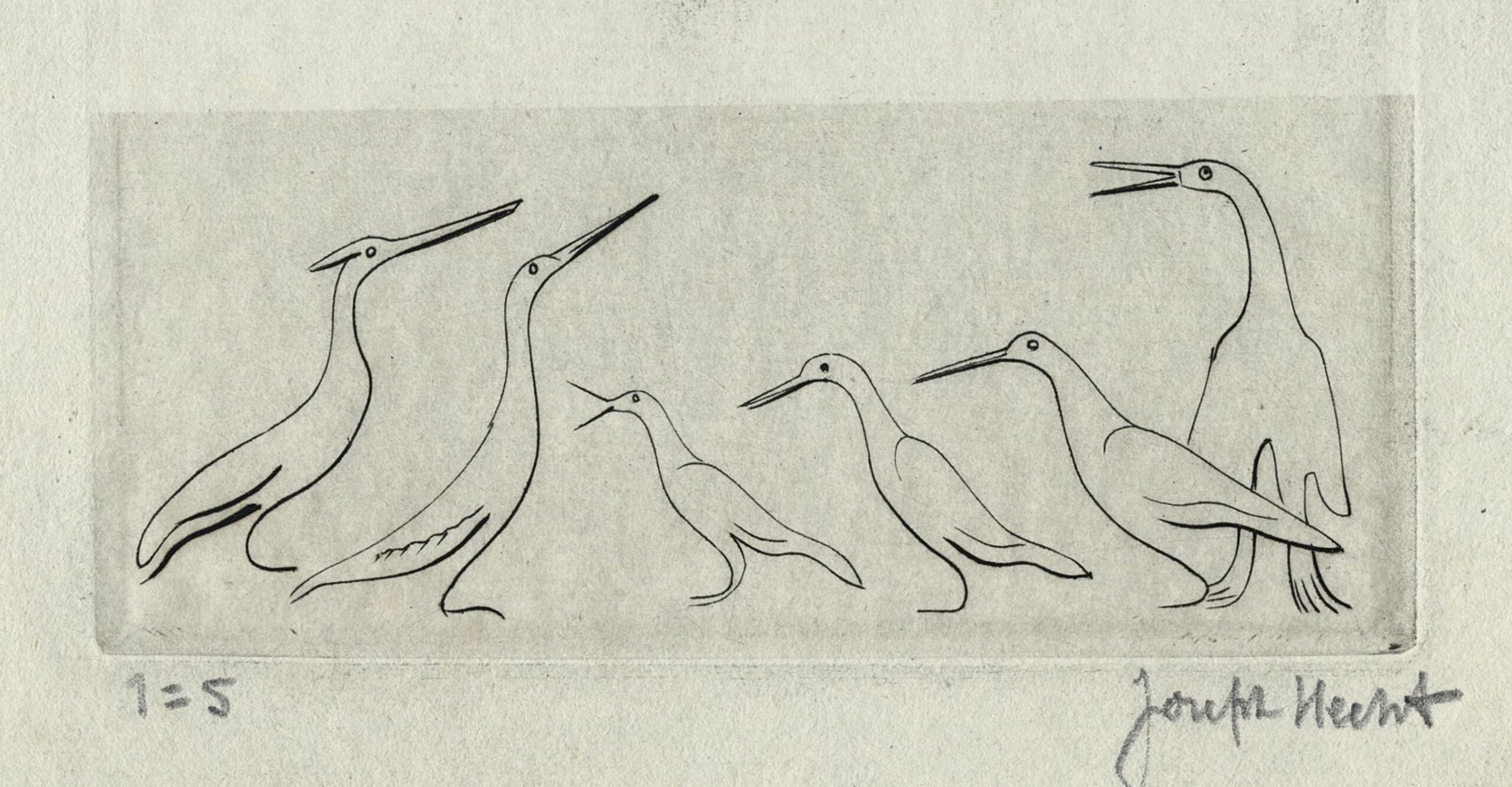 Oiseaux de Madagascar