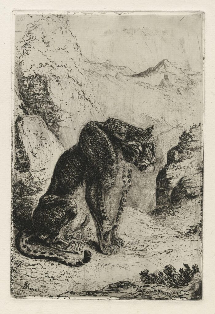 Saint-Marcel – La Panthère, tournée à droite