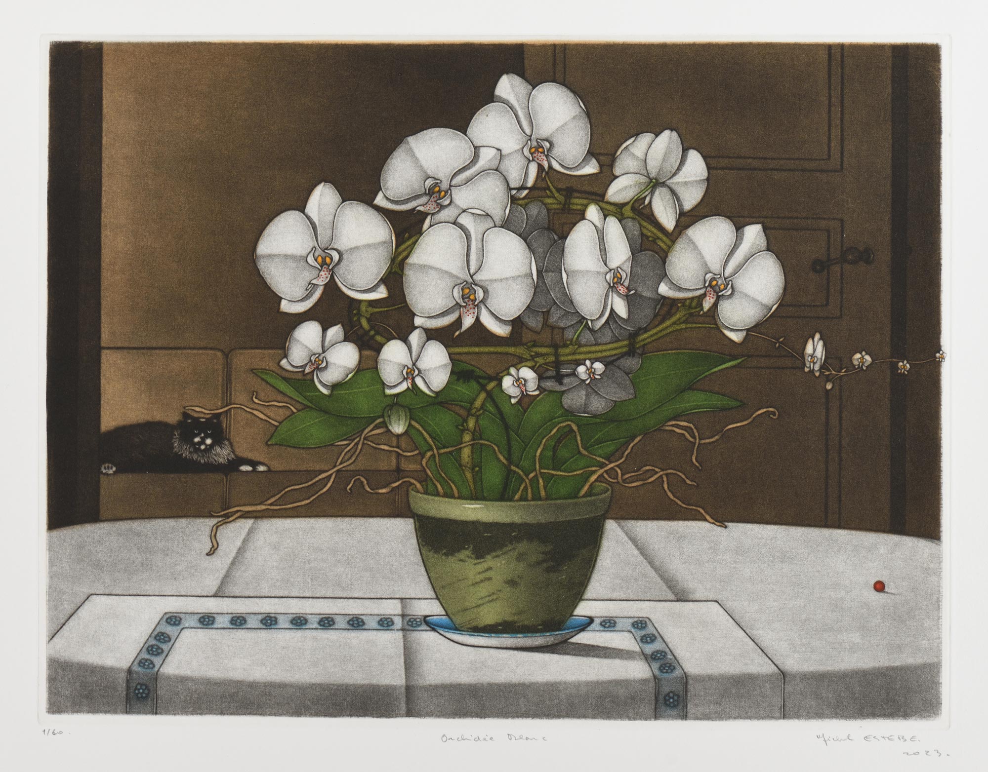 Orchidée blanc (white orchid)