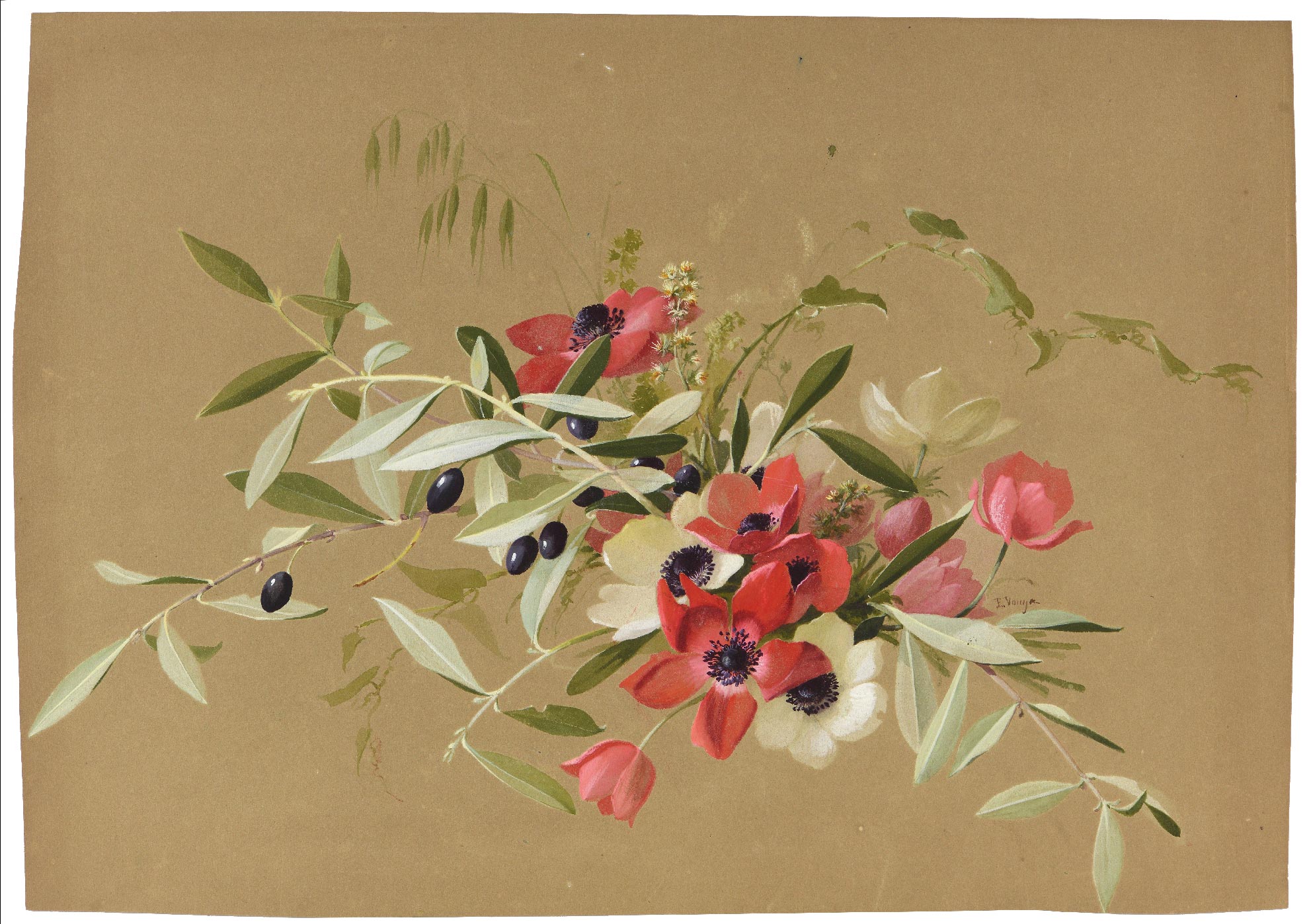 Bunch of Caen anemones and olive branches