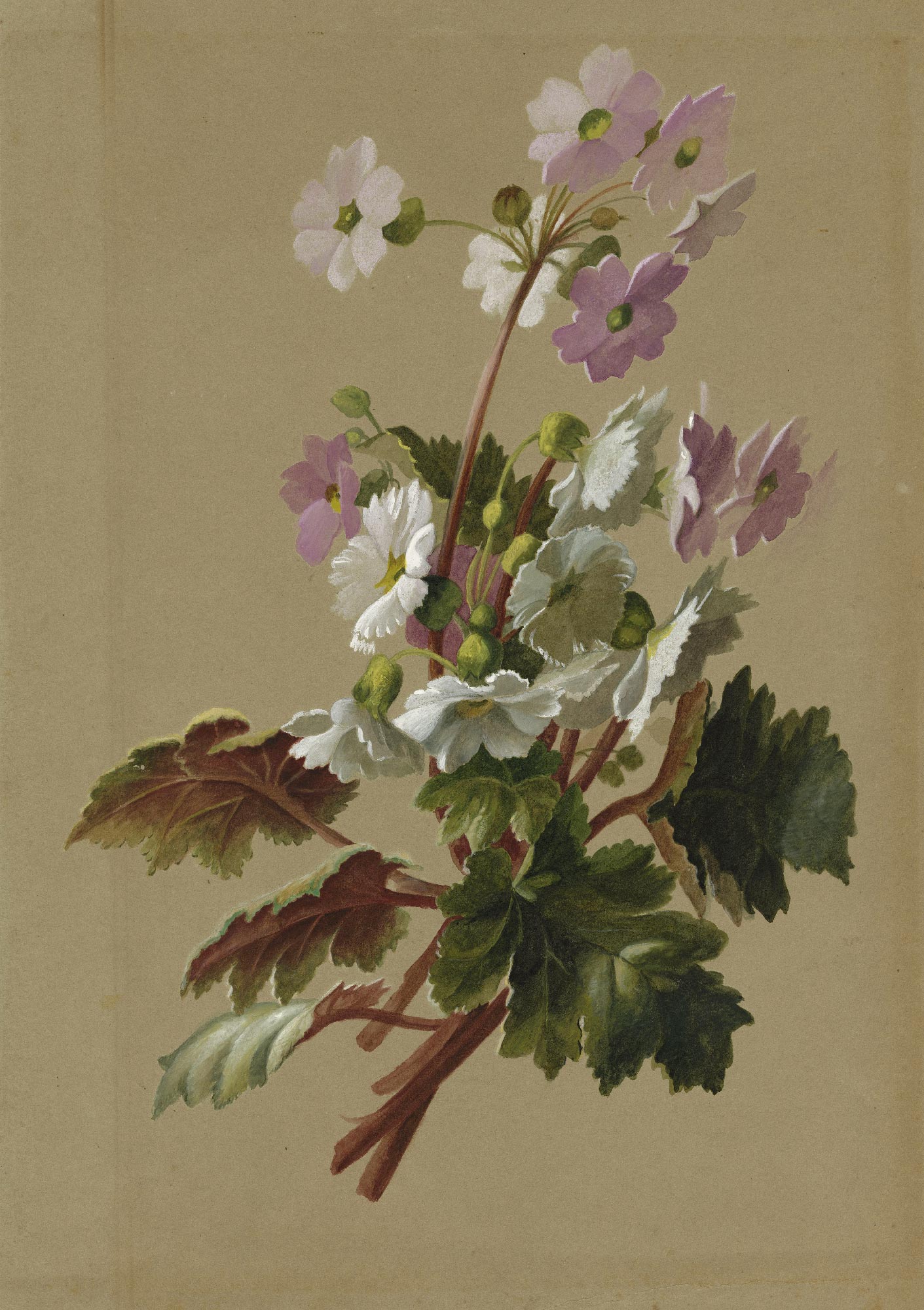 Bunch of primroses and branches of rhubarb