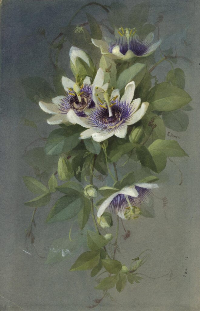 Vouga – Bouquet de passiflores