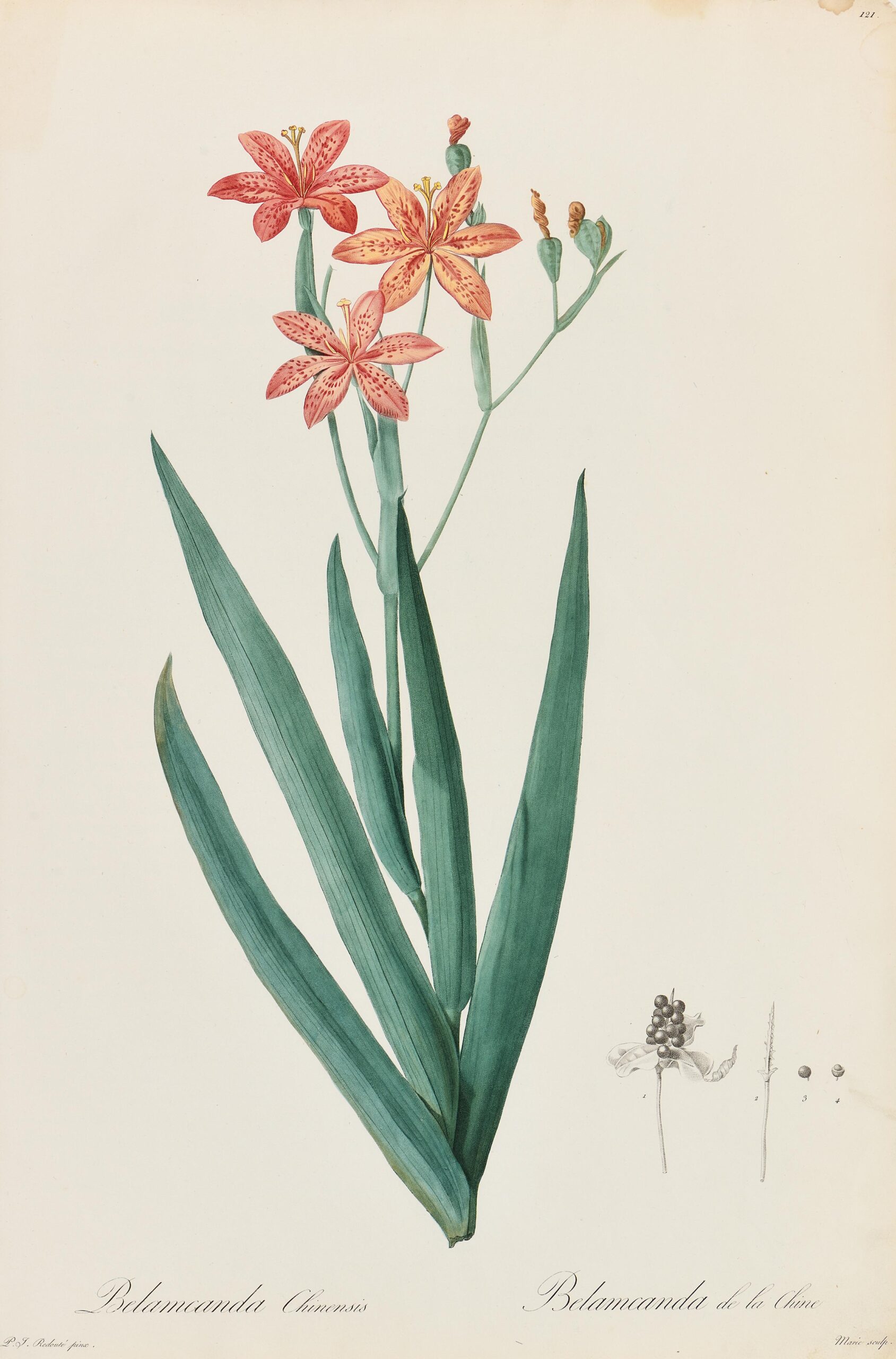 Belamcanda de la Chine, Belamcanda chinesis