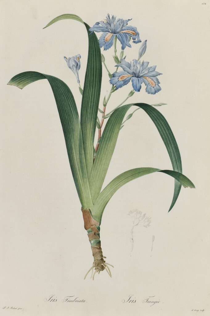 Redouté (d’après) – Iris frangé, Iris Fimbriata