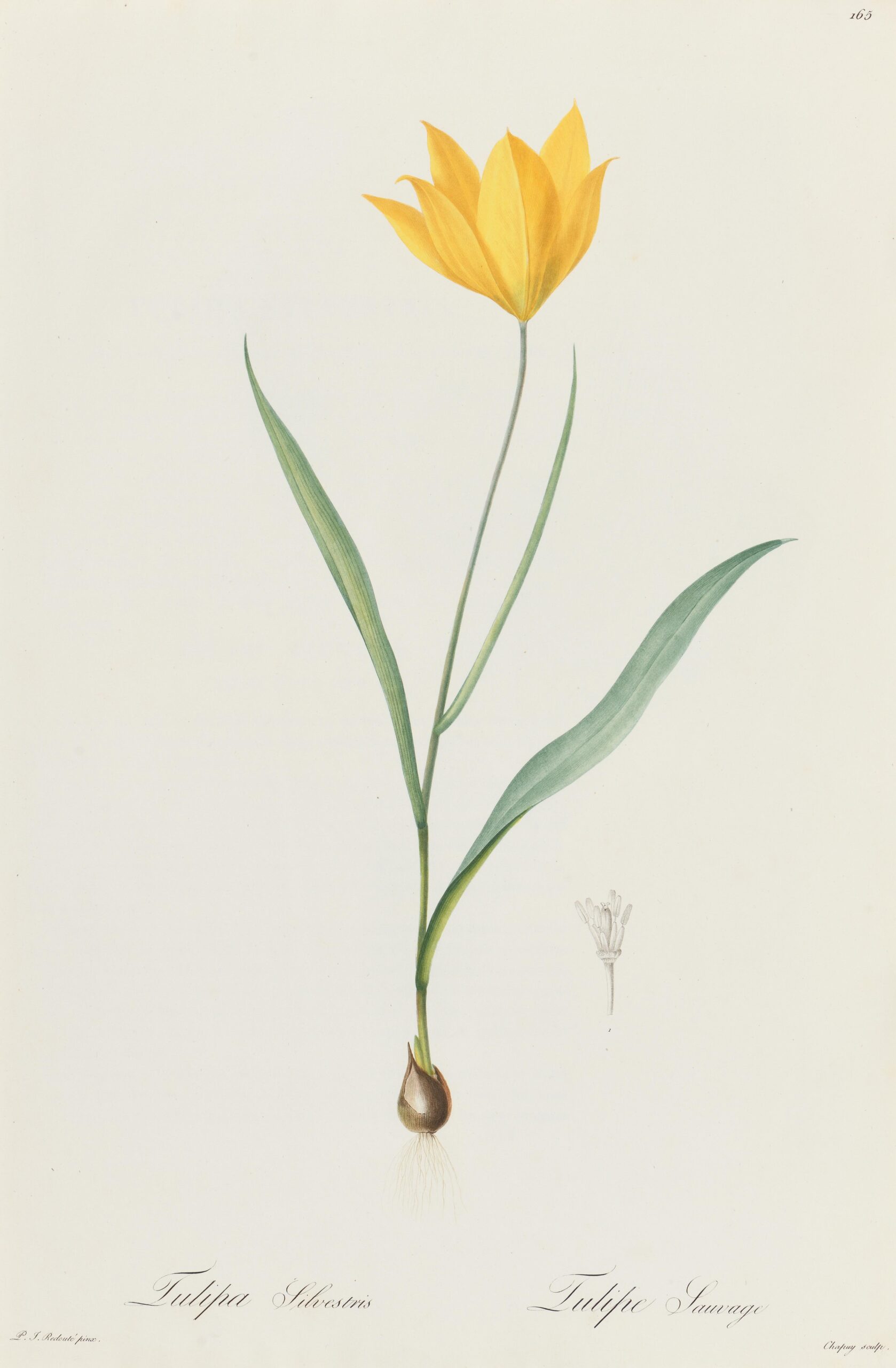 Tulipe sauvage, Tulipa Silvestris