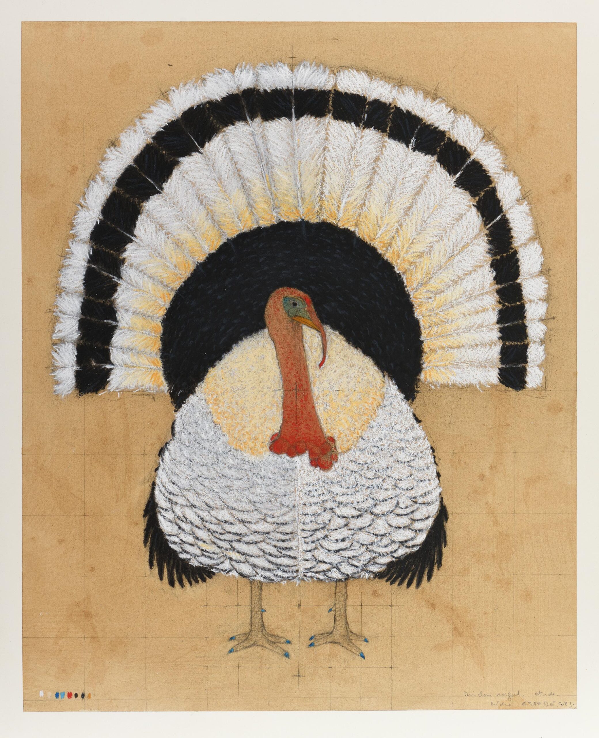 Etude pour un dindon royal
