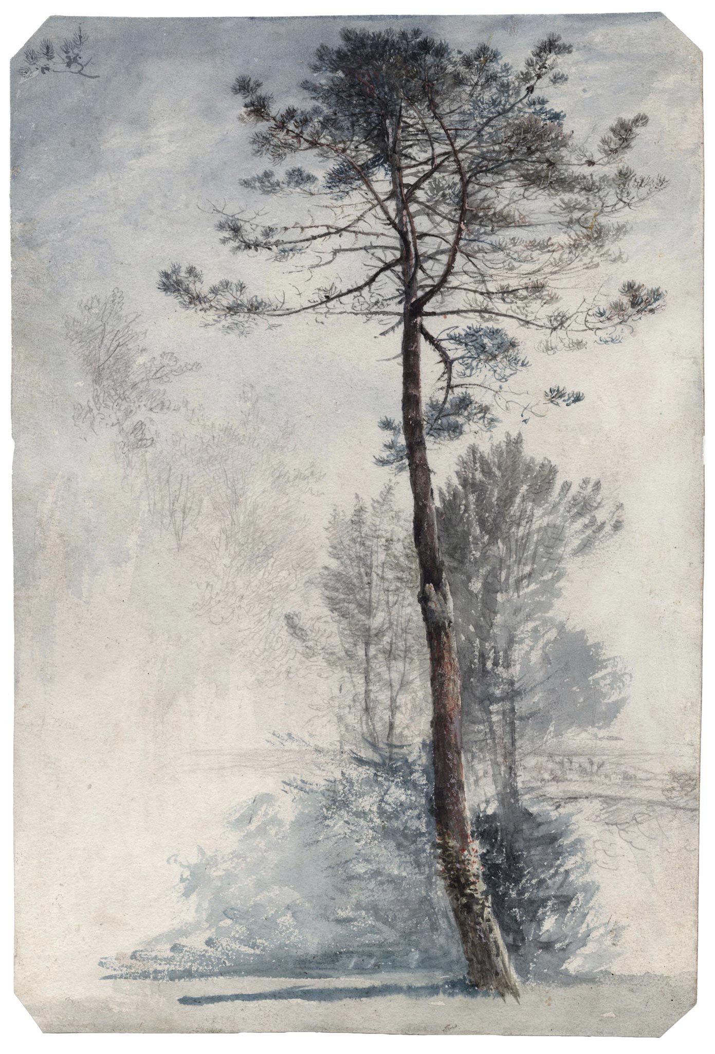 The pine tree